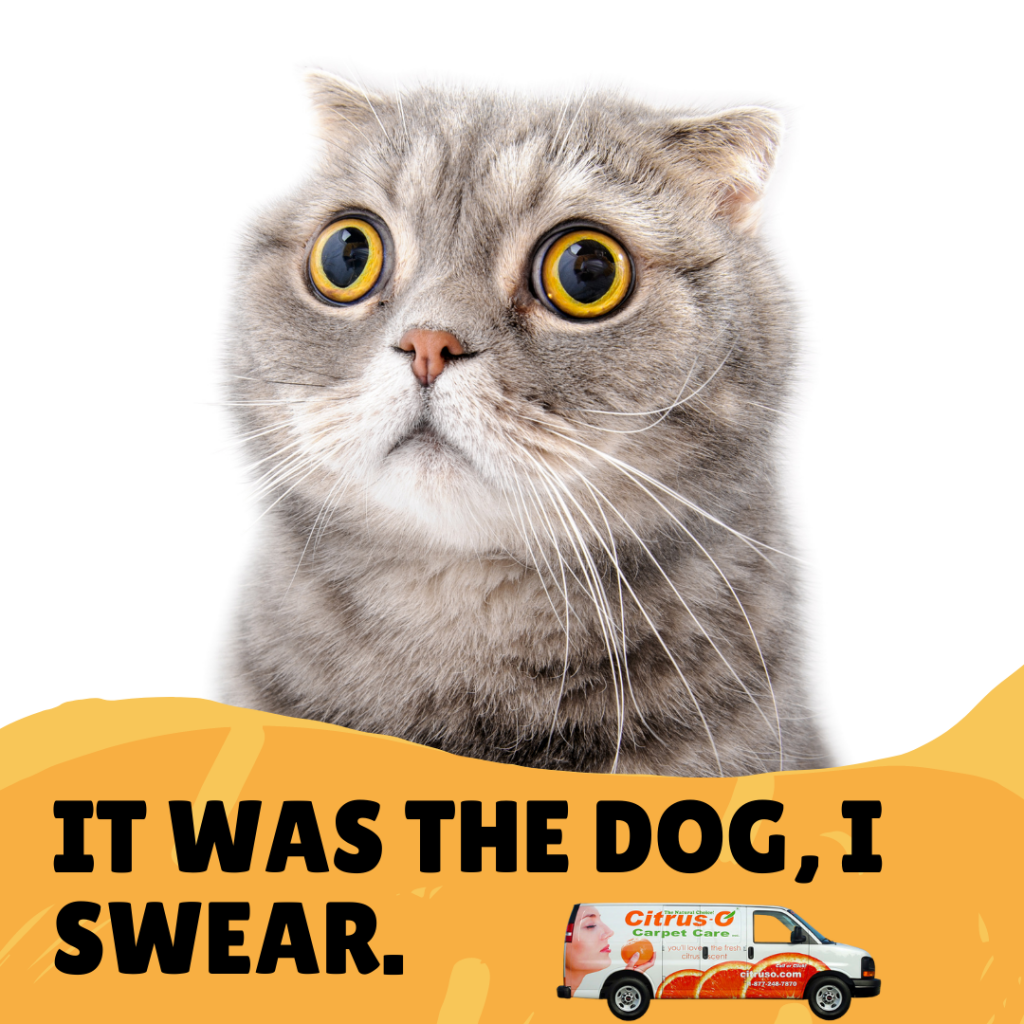 Conversion tracking for this funny kitty advertisement proved this type of creative resonated with the target audience. 